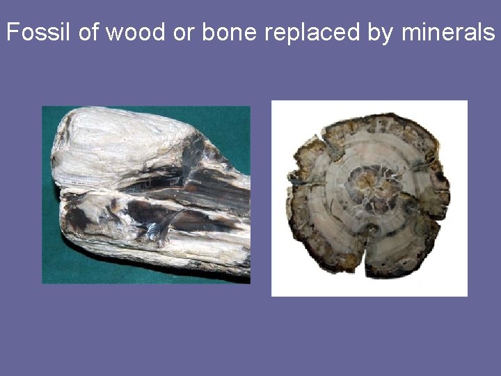 Fossil of wood or bone replaced by minerals 