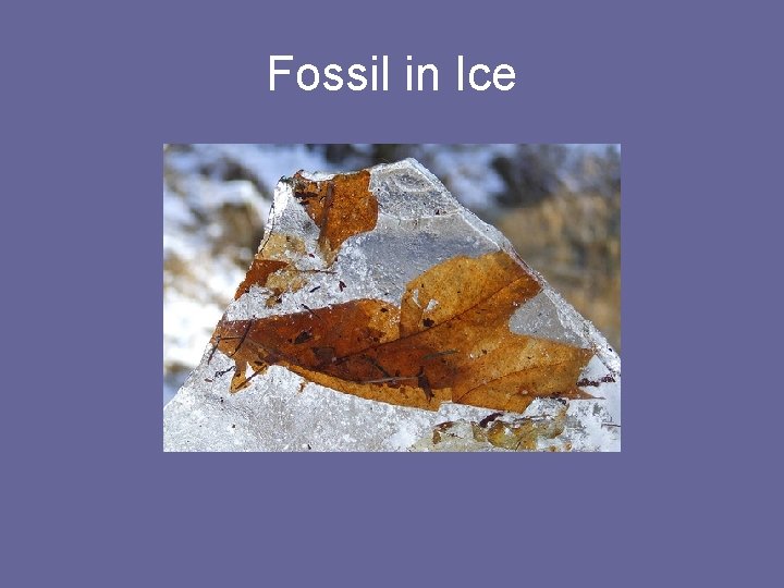 Fossil in Ice 