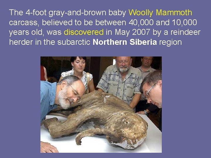 The 4 -foot gray-and-brown baby Woolly Mammoth carcass, believed to be between 40, 000