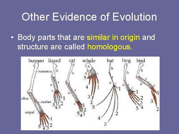 Other Evidence of Evolution • Body parts that are similar in origin and structure