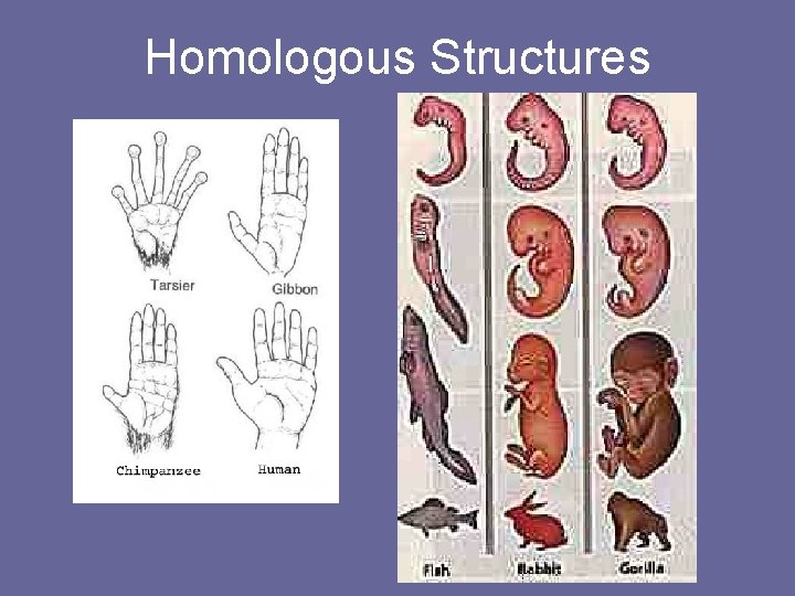 Homologous Structures 