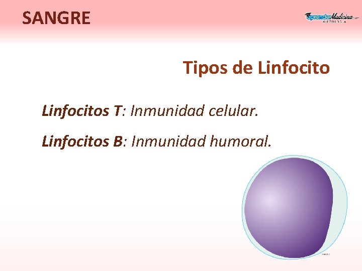 SANGRE Tipos de Linfocitos T: Inmunidad celular. Linfocitos B: Inmunidad humoral. 