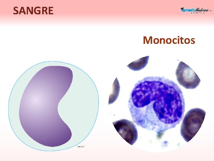 SANGRE Monocitos 