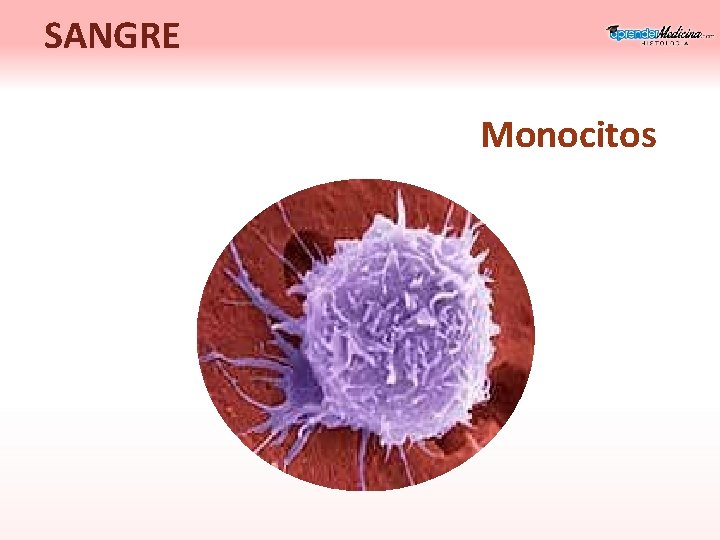 SANGRE Monocitos 