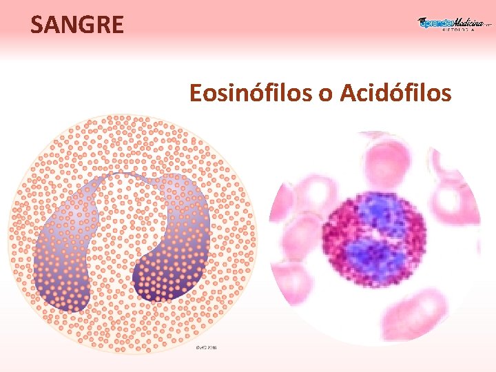 SANGRE Eosinófilos o Acidófilos 