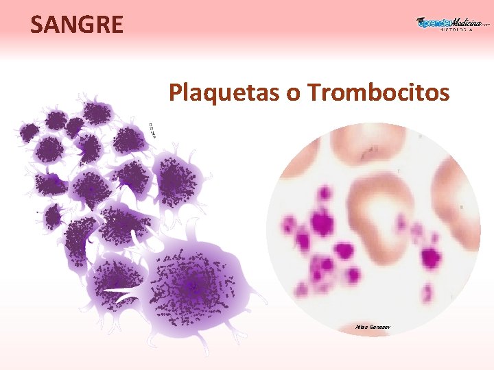 SANGRE Plaquetas o Trombocitos Atlas Geneser 