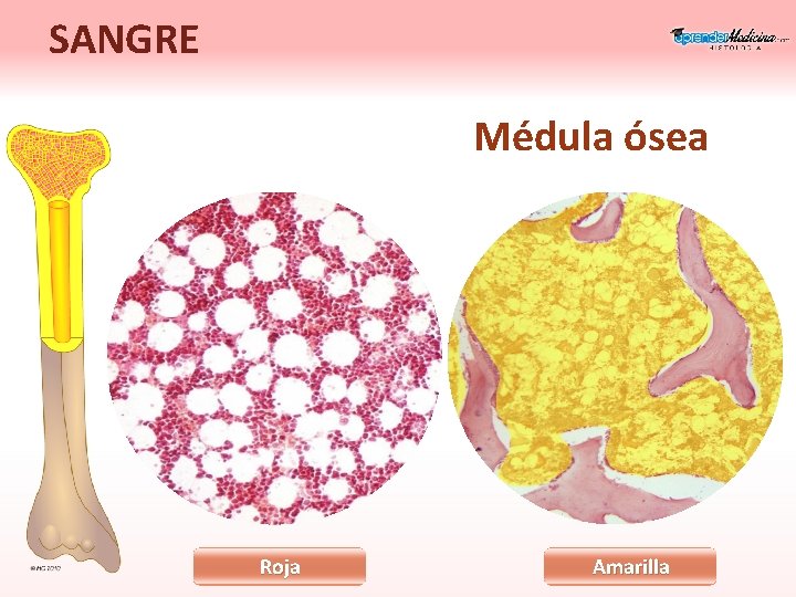 SANGRE Médula ósea Roja Amarilla 
