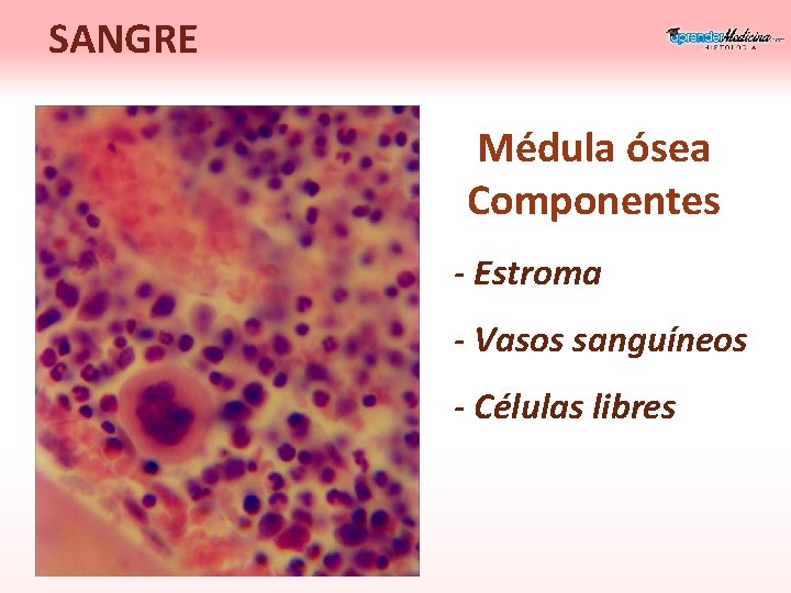 SANGRE Médula ósea Componentes - Estroma - Vasos sanguíneos - Células libres 