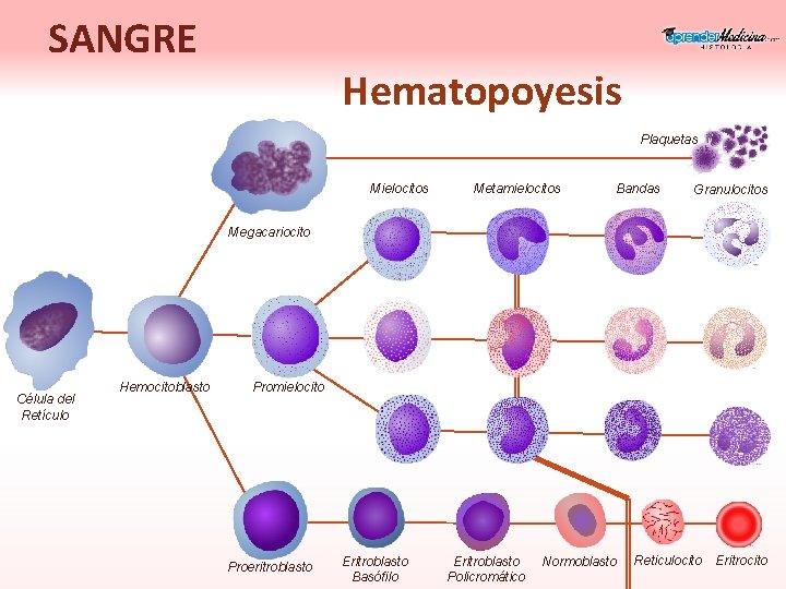 SANGRE Hematopoyesis Plaquetas Mielocitos Metamielocitos Bandas Granulocitos Megacariocito Célula del Retículo Hemocitoblasto Promielocito Proeritroblasto