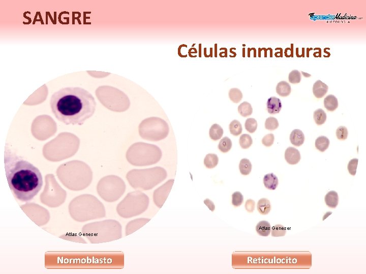 SANGRE Células inmaduras Atlas Geneser Normoblasto Reticulocito 