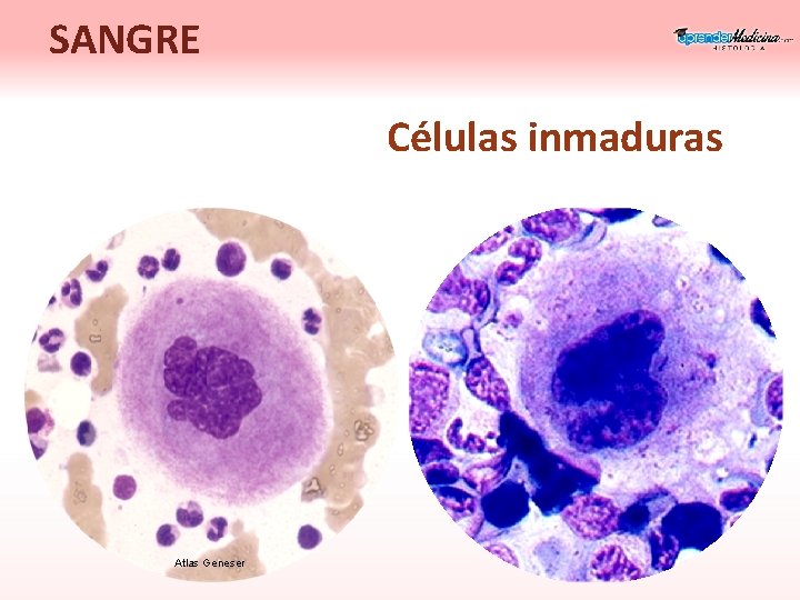 SANGRE Células inmaduras Atlas Geneser 