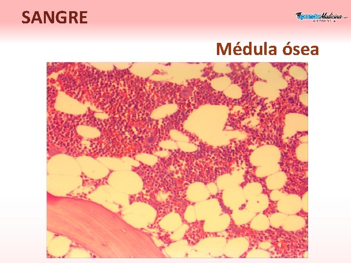 SANGRE Médula ósea 