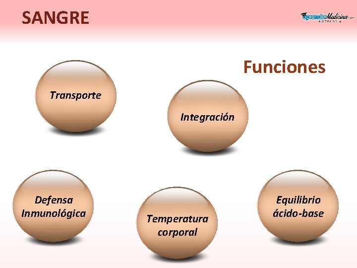 SANGRE Funciones Transporte Integración Defensa Inmunológica Temperatura corporal Equilibrio ácido-base 
