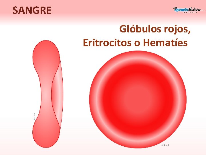 SANGRE Glóbulos rojos, Eritrocitos o Hematíes 