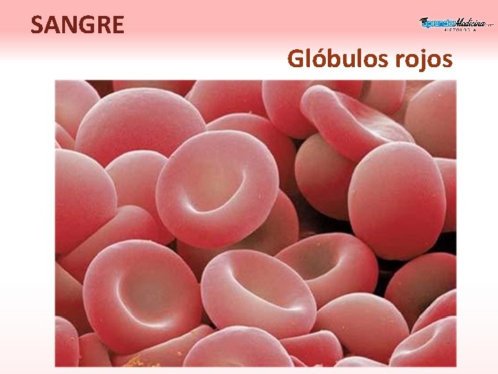 SANGRE Glóbulos rojos 