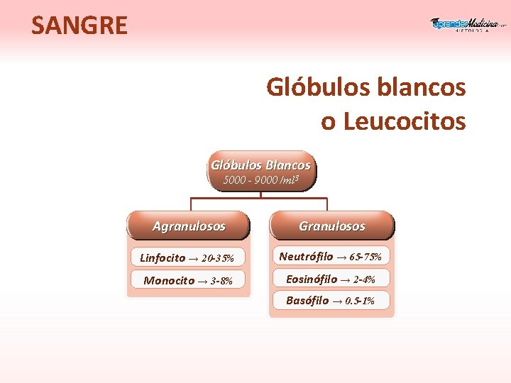 SANGRE Glóbulos blancos o Leucocitos Glóbulos Blancos 5000 - 9000 /ml 3 Agranulosos Granulosos