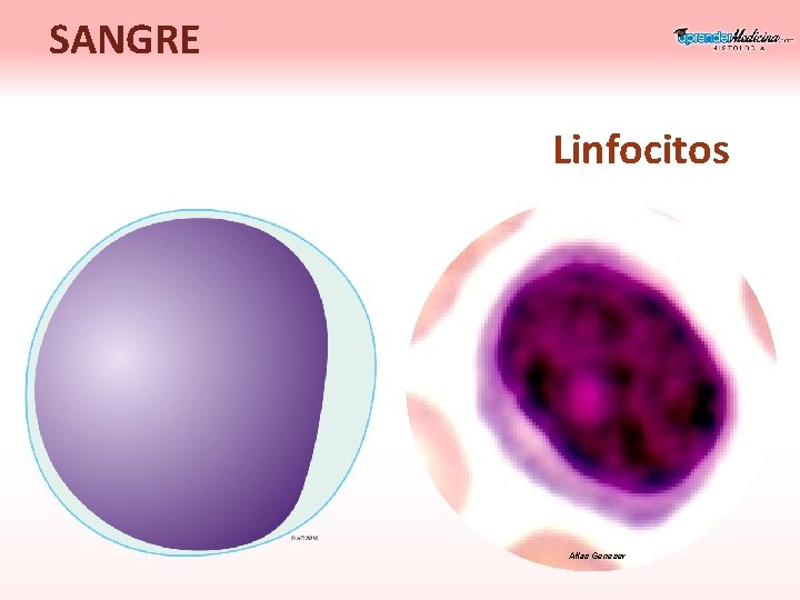 SANGRE Linfocitos Atlas Geneser 