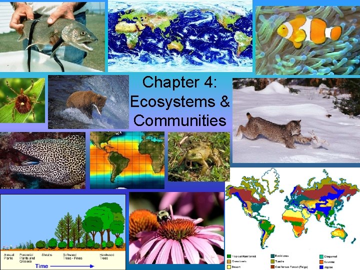 Chapter 4: Ecosystems & Communities 