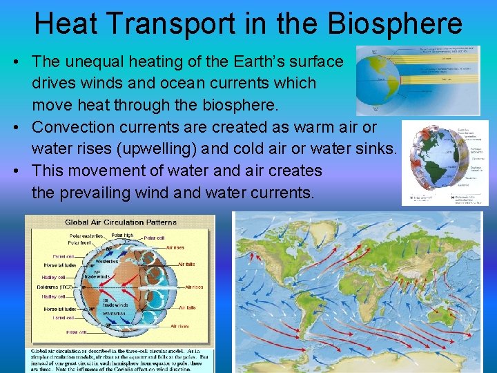 Heat Transport in the Biosphere • The unequal heating of the Earth’s surface drives