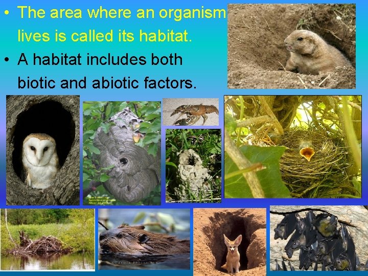  • The area where an organism lives is called its habitat. • A