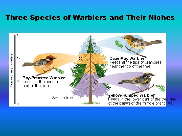 Three Species of Warblers and Their Niches Cape May Warbler Feeds at the tips