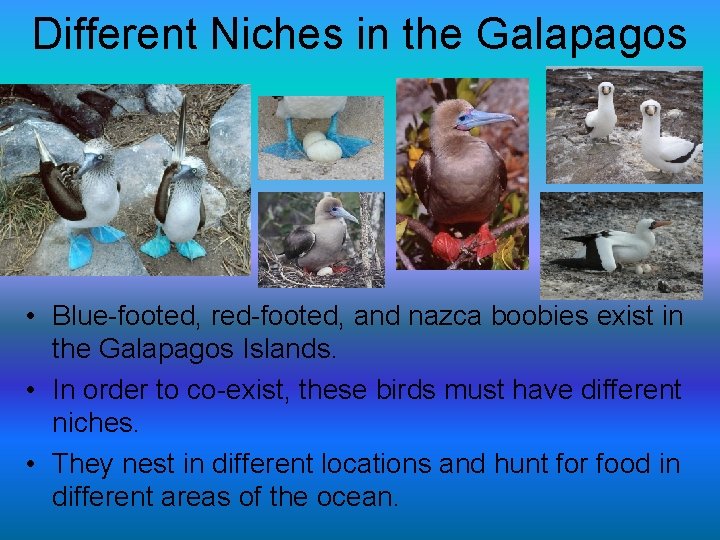 Different Niches in the Galapagos • Blue-footed, red-footed, and nazca boobies exist in the