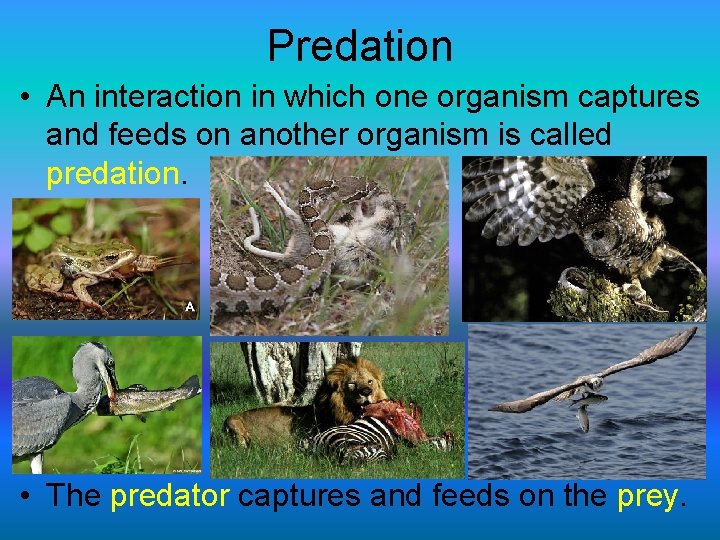 Predation • An interaction in which one organism captures and feeds on another organism