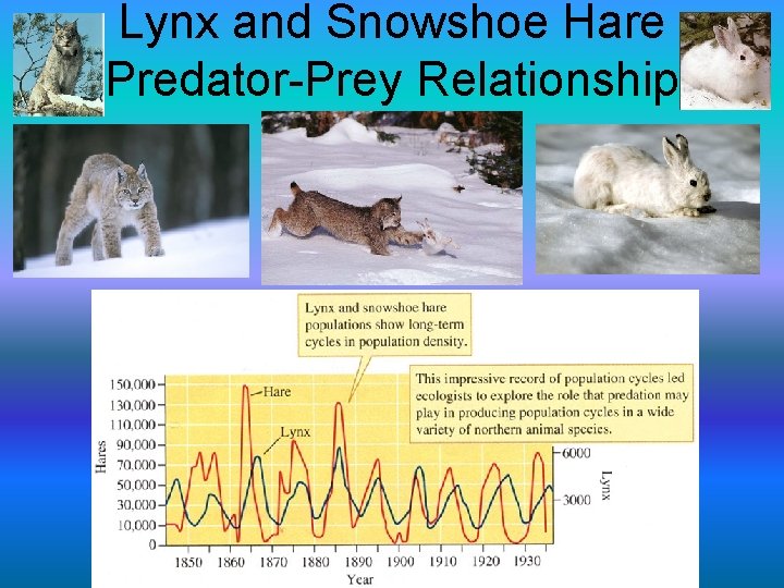 Lynx and Snowshoe Hare Predator-Prey Relationship 