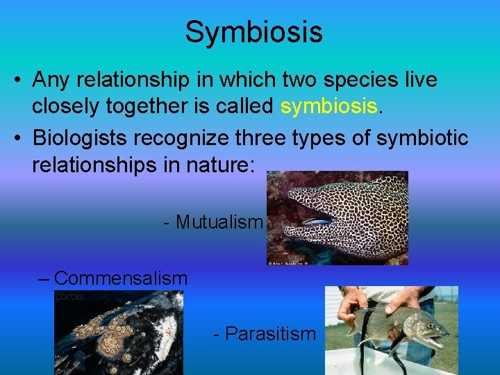 Symbiosis • Any relationship in which two species live closely together is called symbiosis.