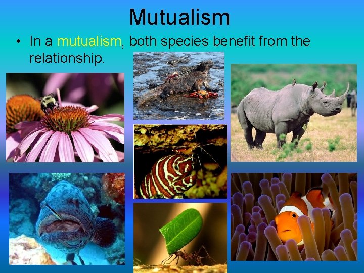 Mutualism • In a mutualism, both species benefit from the relationship. 