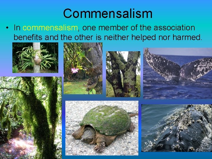 Commensalism • In commensalism, one member of the association benefits and the other is