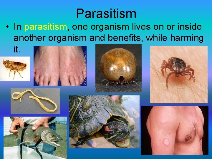 Parasitism • In parasitism, one organism lives on or inside another organism and benefits,