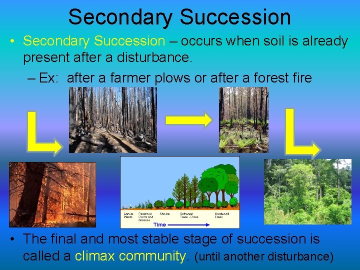 Secondary Succession • Secondary Succession – occurs when soil is already present after a