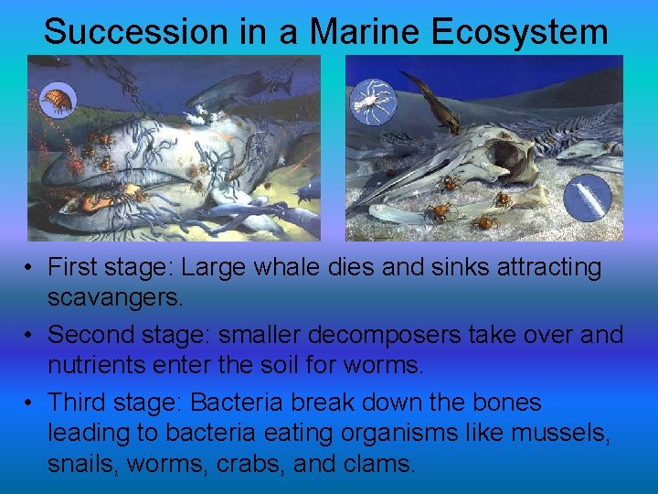 Succession in a Marine Ecosystem • First stage: Large whale dies and sinks attracting