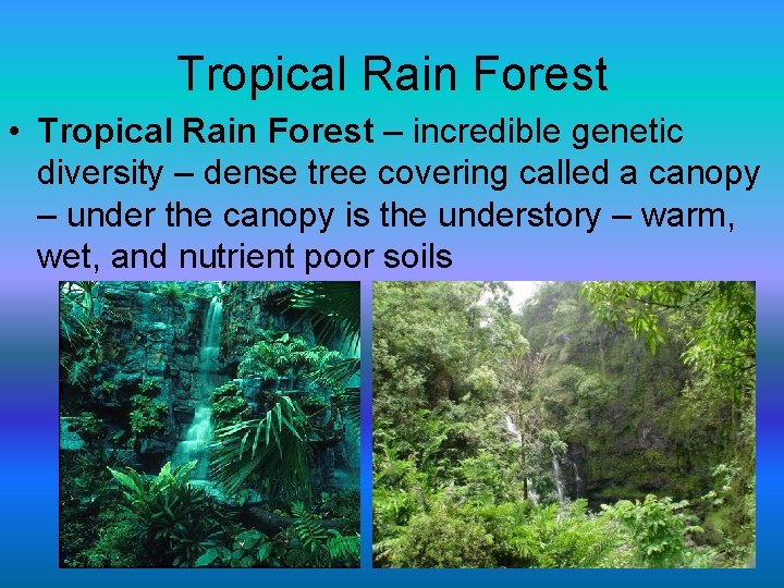 Tropical Rain Forest • Tropical Rain Forest – incredible genetic diversity – dense tree