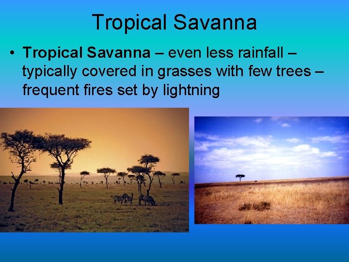 Tropical Savanna • Tropical Savanna – even less rainfall – typically covered in grasses