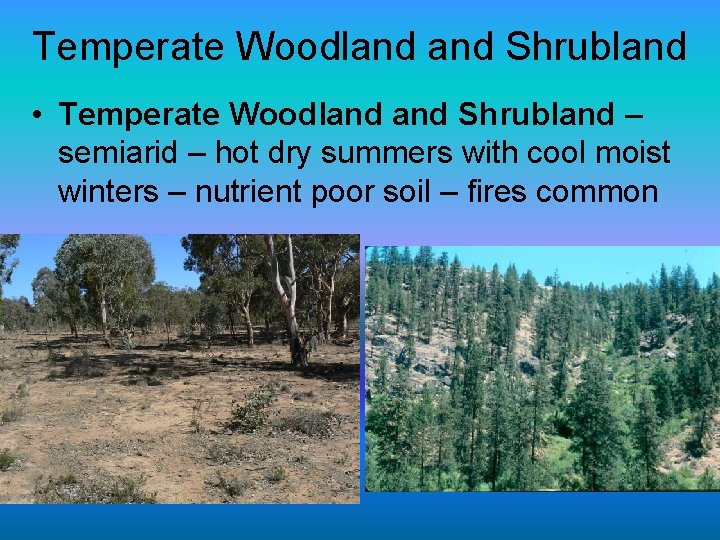 Temperate Woodland Shrubland • Temperate Woodland Shrubland – semiarid – hot dry summers with