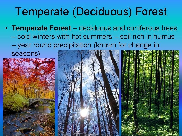 Temperate (Deciduous) Forest • Temperate Forest – deciduous and coniferous trees – cold winters