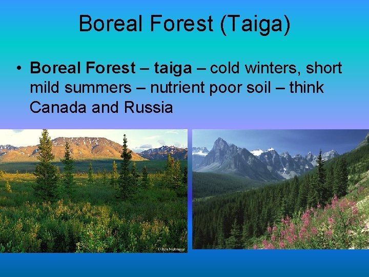 Boreal Forest (Taiga) • Boreal Forest – taiga – cold winters, short mild summers