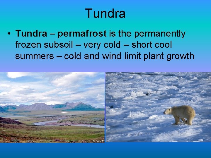 Tundra • Tundra – permafrost is the permanently frozen subsoil – very cold –