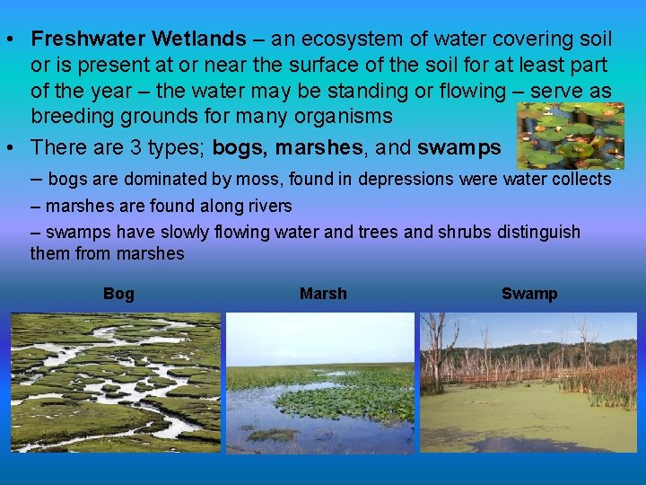  • Freshwater Wetlands – an ecosystem of water covering soil or is present