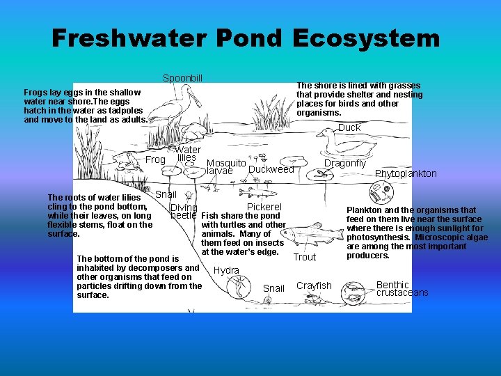 Freshwater Pond Ecosystem Spoonbill The shore is lined with grasses that provide shelter and