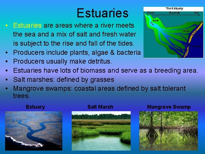 Estuaries • Estuaries areas where a river meets the sea and a mix of