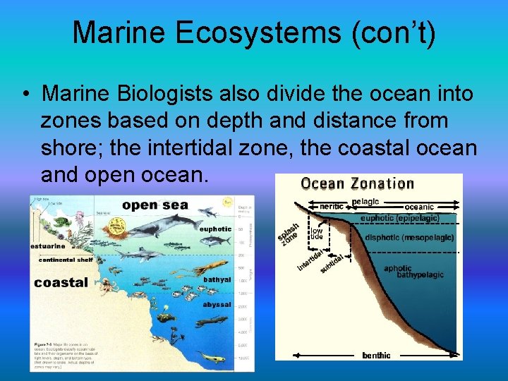 Marine Ecosystems (con’t) • Marine Biologists also divide the ocean into zones based on