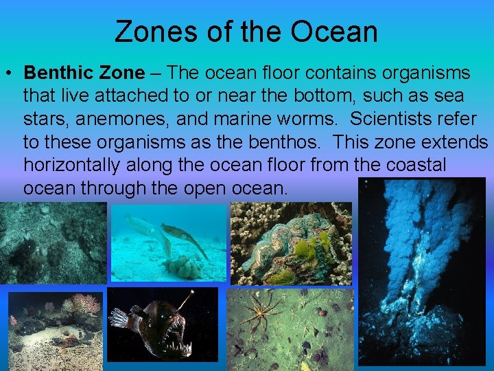 Zones of the Ocean • Benthic Zone – The ocean floor contains organisms that