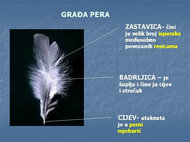 GRAĐA PERA ZASTAVICA- čini ju velik broj isperaka međusobno povezanih resicama BADRLJICA – je