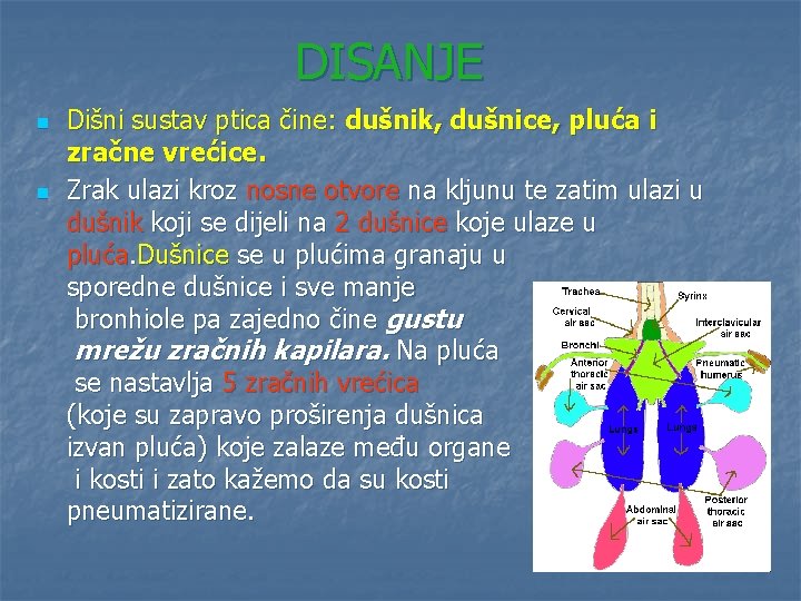 DISANJE n n Dišni sustav ptica čine: dušnik, dušnice, pluća i zračne vrećice. Zrak