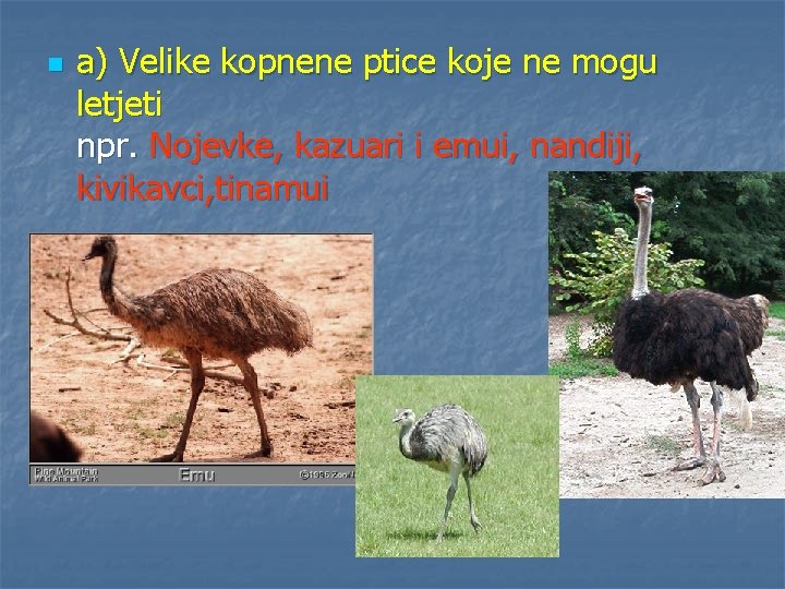 n a) Velike kopnene ptice koje ne mogu letjeti npr. Nojevke, kazuari i emui,