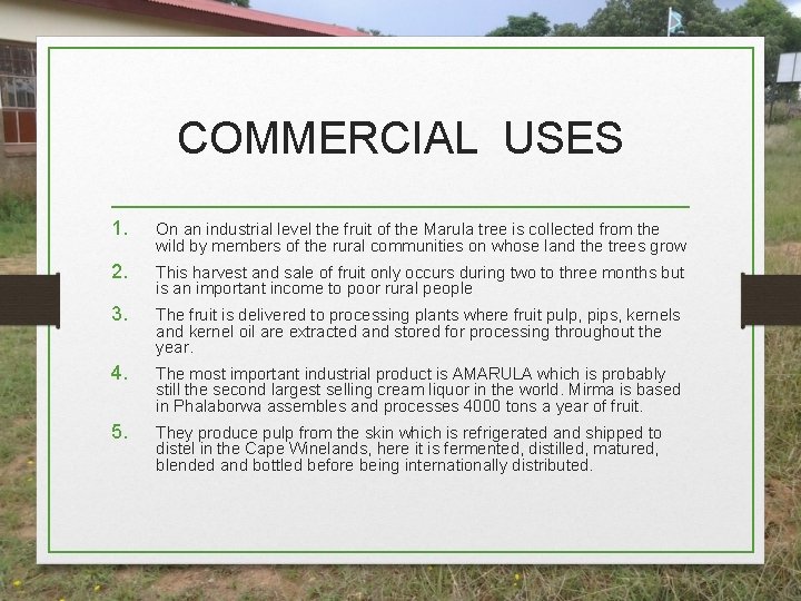 COMMERCIAL USES 1. On an industrial level the fruit of the Marula tree is COMMERCIAL USES 1. On an industrial level the fruit of the Marula tree is