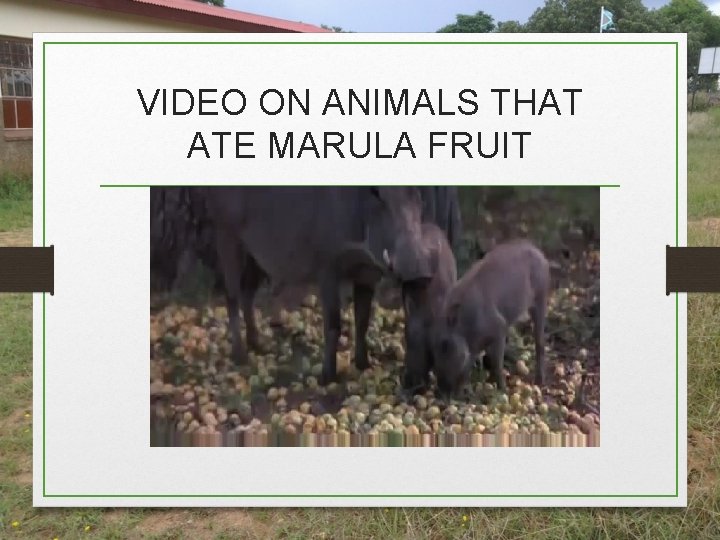 VIDEO ON ANIMALS THAT ATE MARULA FRUIT VIDEO ON ANIMALS THAT ATE MARULA FRUIT